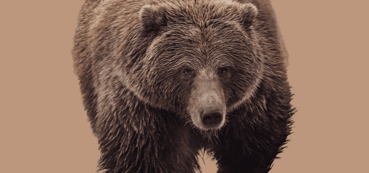 TunnelBear: la VPN semplice e sicura per le tue vacanze estive | Applicazioni.it