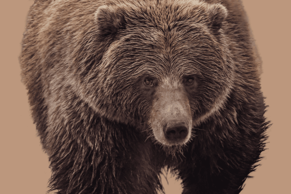 TunnelBear: la VPN semplice e sicura per le tue vacanze estive | Applicazioni.it